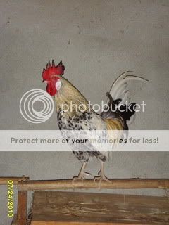 petsinportugal004.jpg