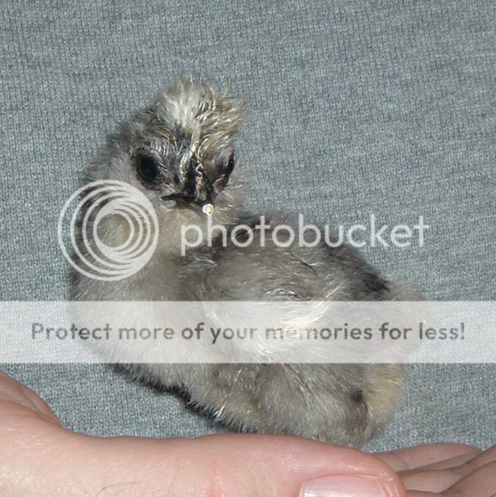 chick223Dec07.jpg