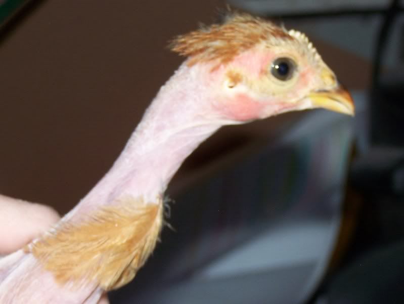 chickensex034.jpg