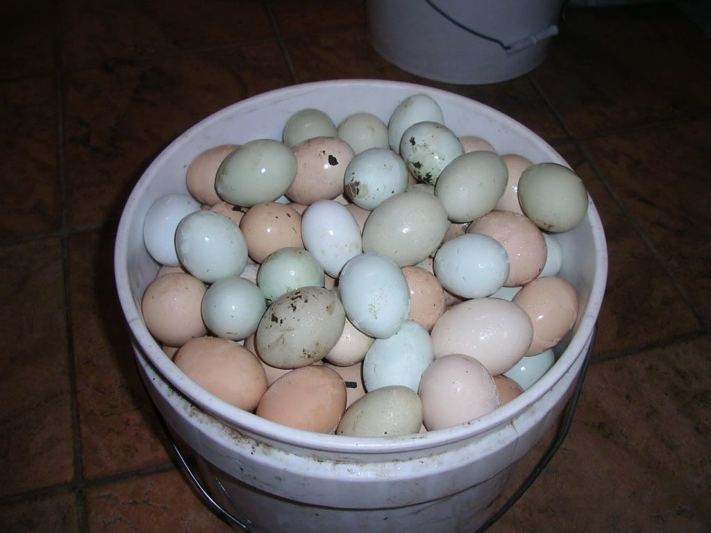 Picture049.jpg