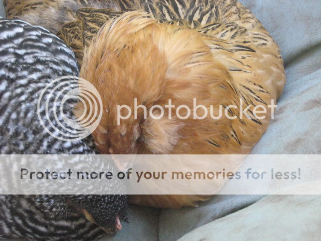 ChickensJuly25th2010097.jpg