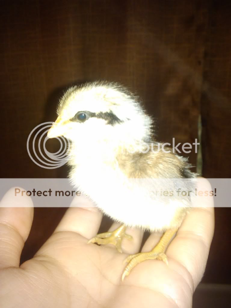 2011-02-28183907.jpg