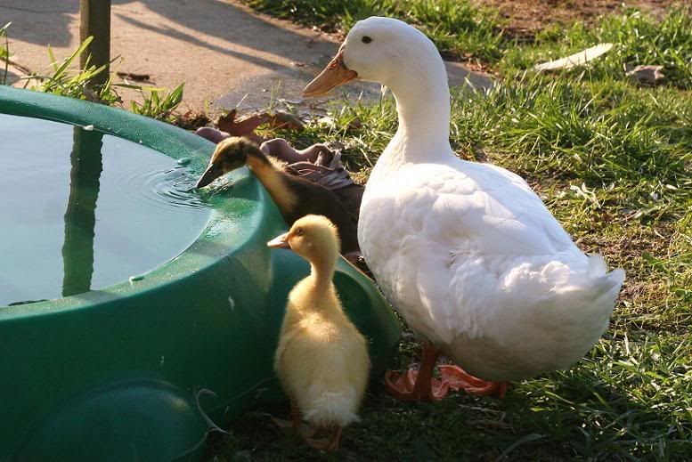 3ducks.jpg