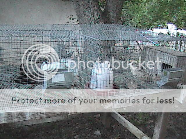 hutch2b.jpg