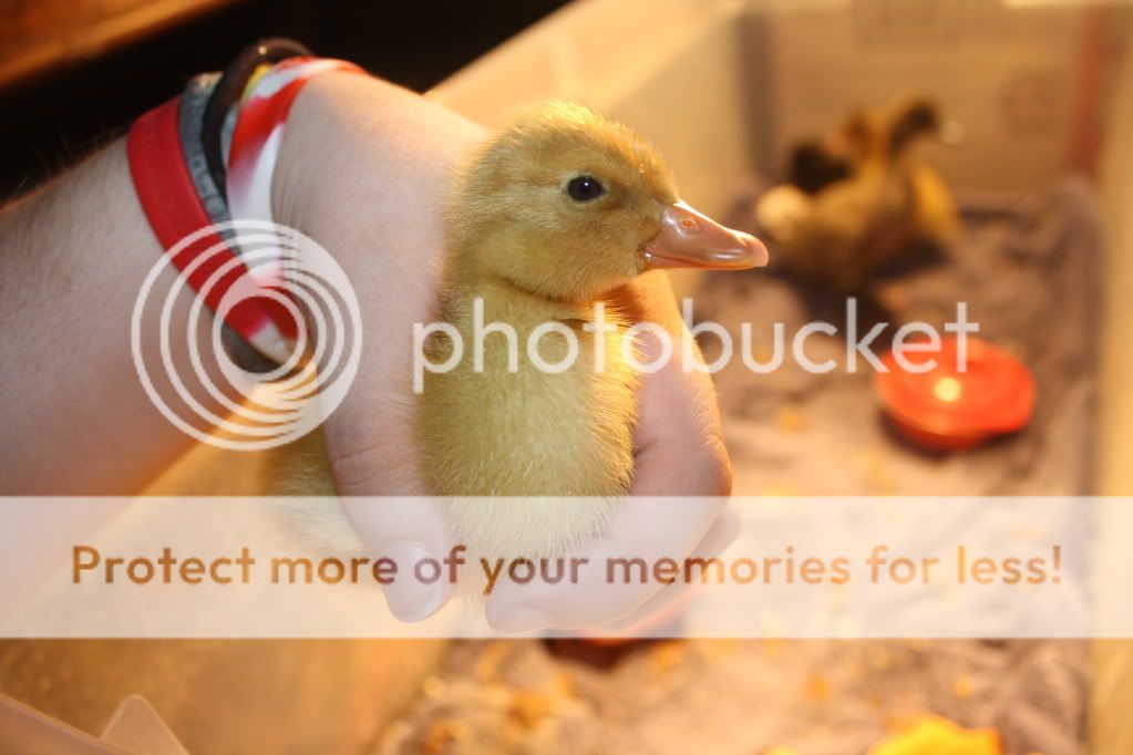 newducklings016.jpg