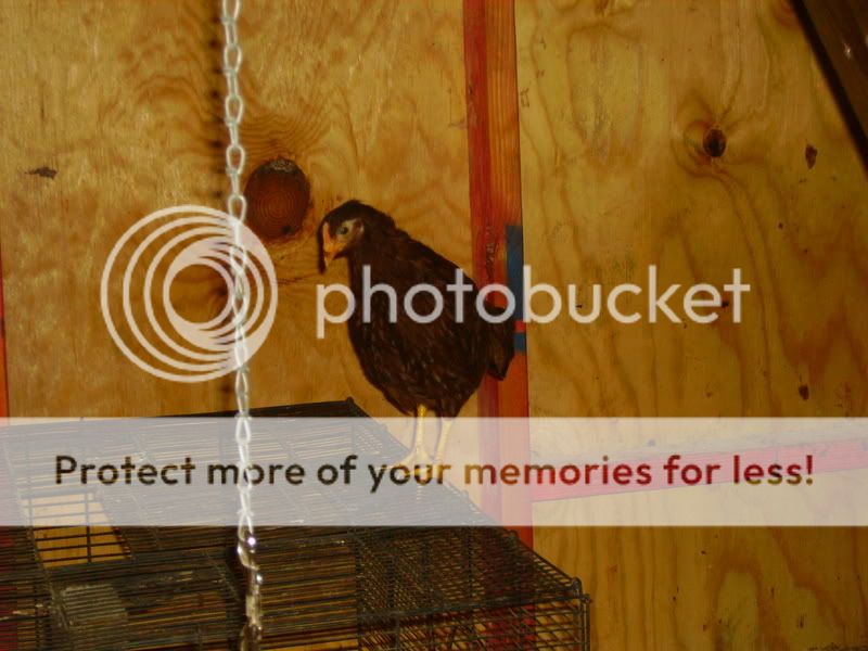 newchickenpics006.jpg