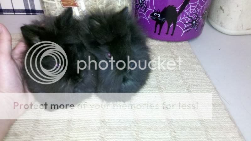 2011-12-04_18-39-08_562.jpg