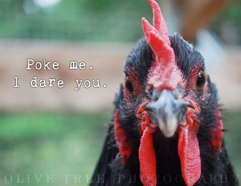 chix2.jpg