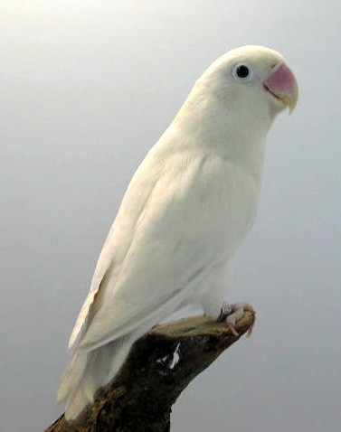 wit2.JPG