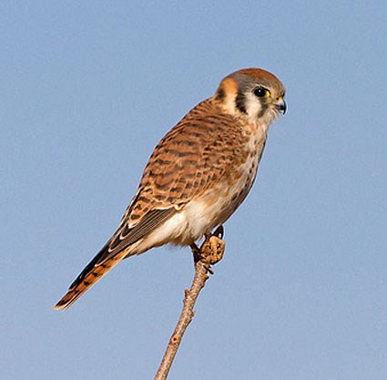 american_kestrel_2.jpg