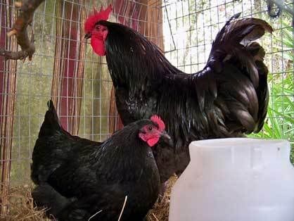 black-australorp-hen-and-ro.jpg