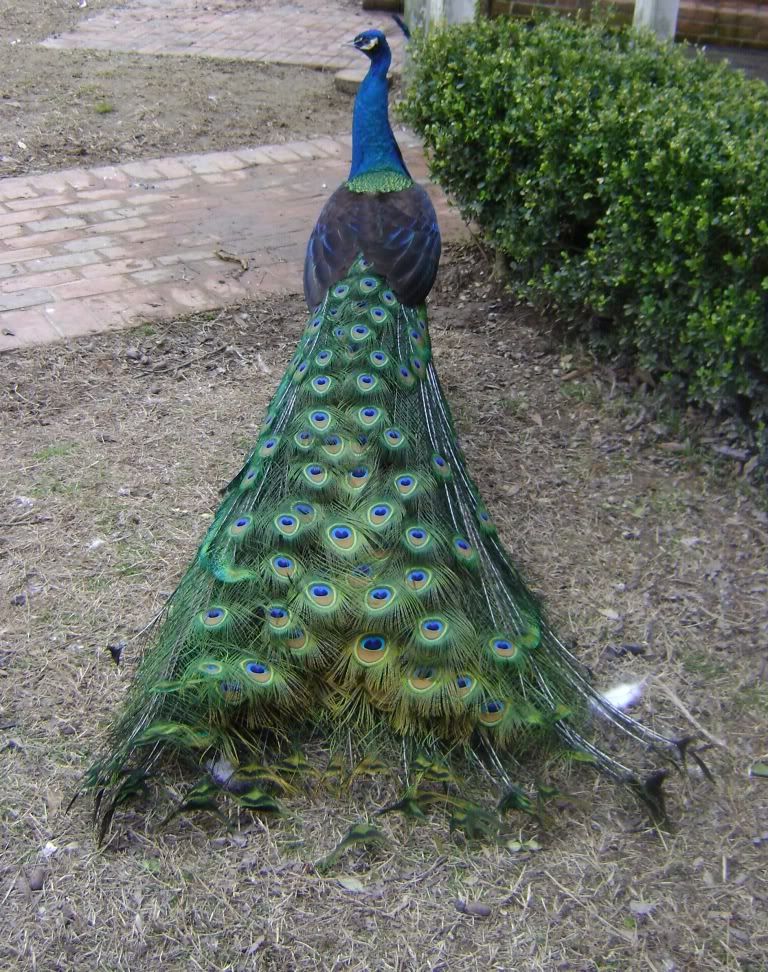 peacocktrain.jpg