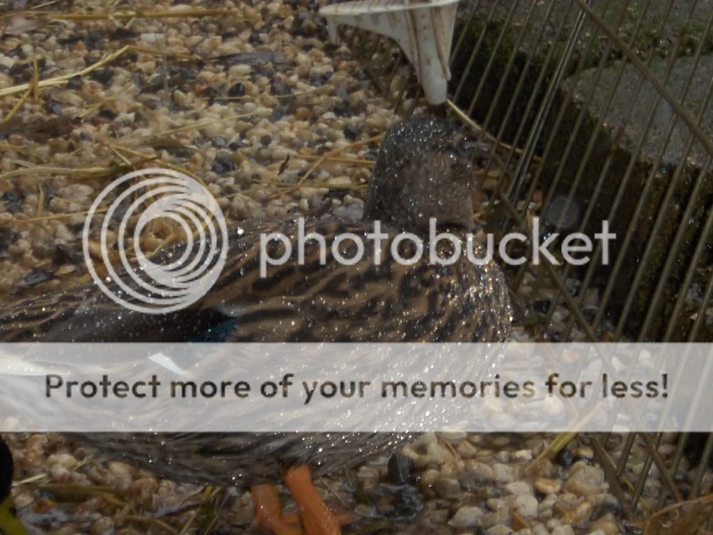 macrofarmcritters003.jpg