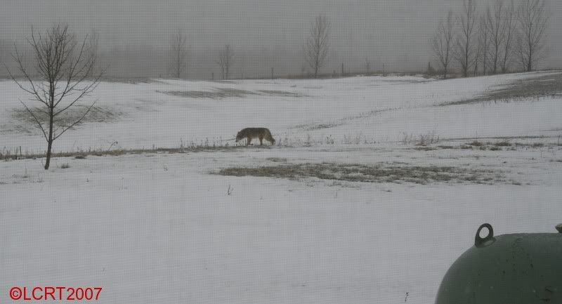 IMG_6232_coyote_LCRT2007.jpg
