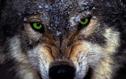 gray-wolf.jpg