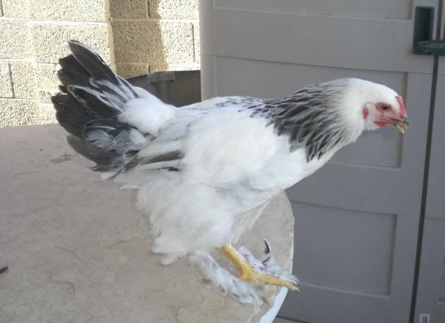 lightbrahma005.jpg