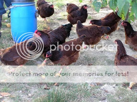 Flock3.jpg