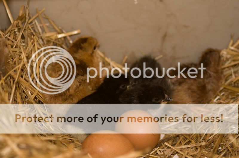 0806babychick001-1.jpg