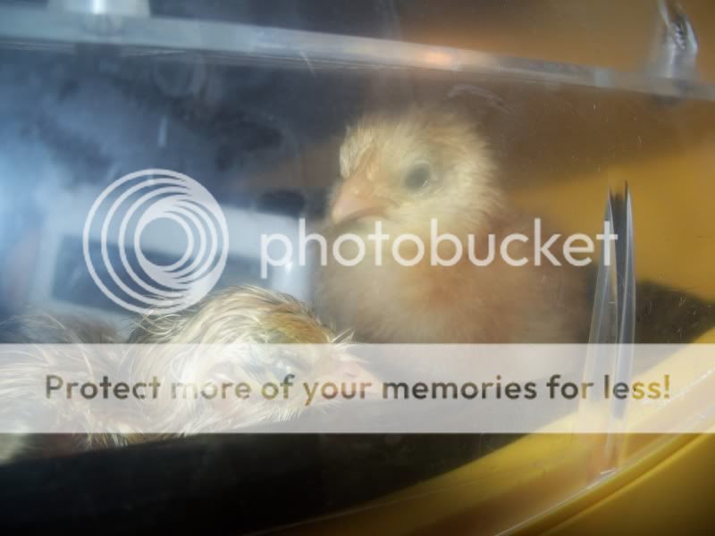 MORECHICKIES003.jpg