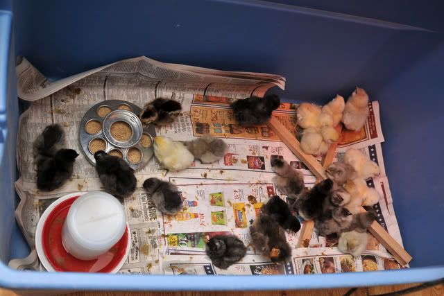 chicks.jpg