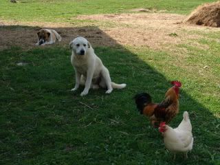 dogsandchickens001.jpg