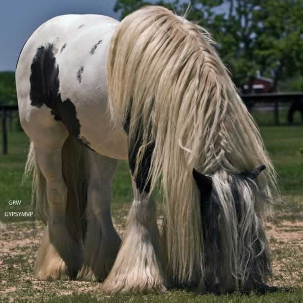 gypsyhorsegeldingconformation.jpg