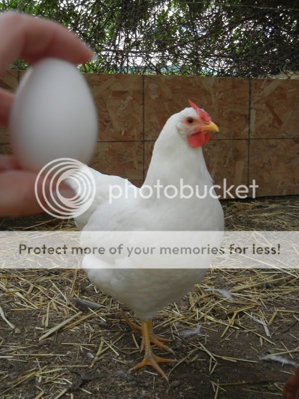 runtsfirstegg.jpg