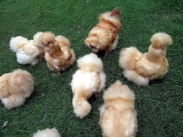 Bunchofbeauties.jpg