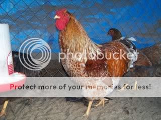Chickens017.jpg