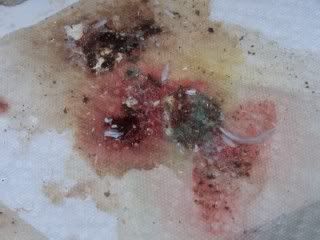 pooptoday62309r.jpg