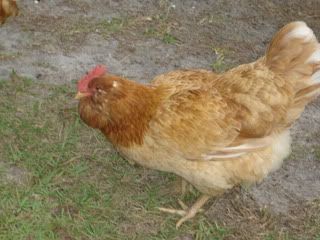 chickens1110007.jpg