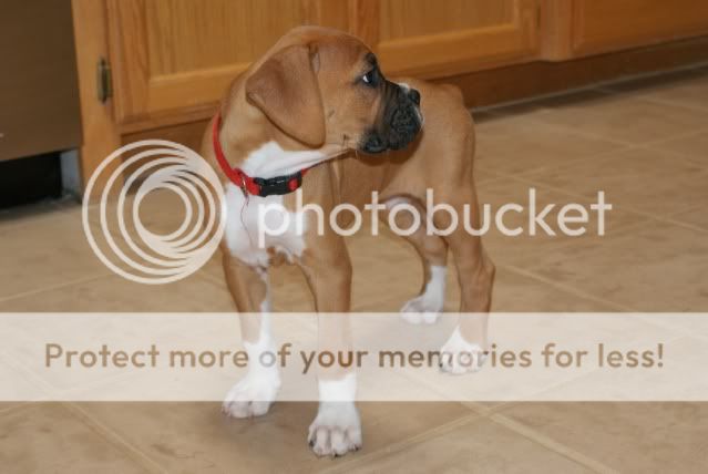 puppy009.jpg