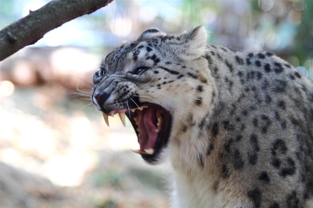 Snow_Leopard_-Taronga_Zoo-8a.jpg