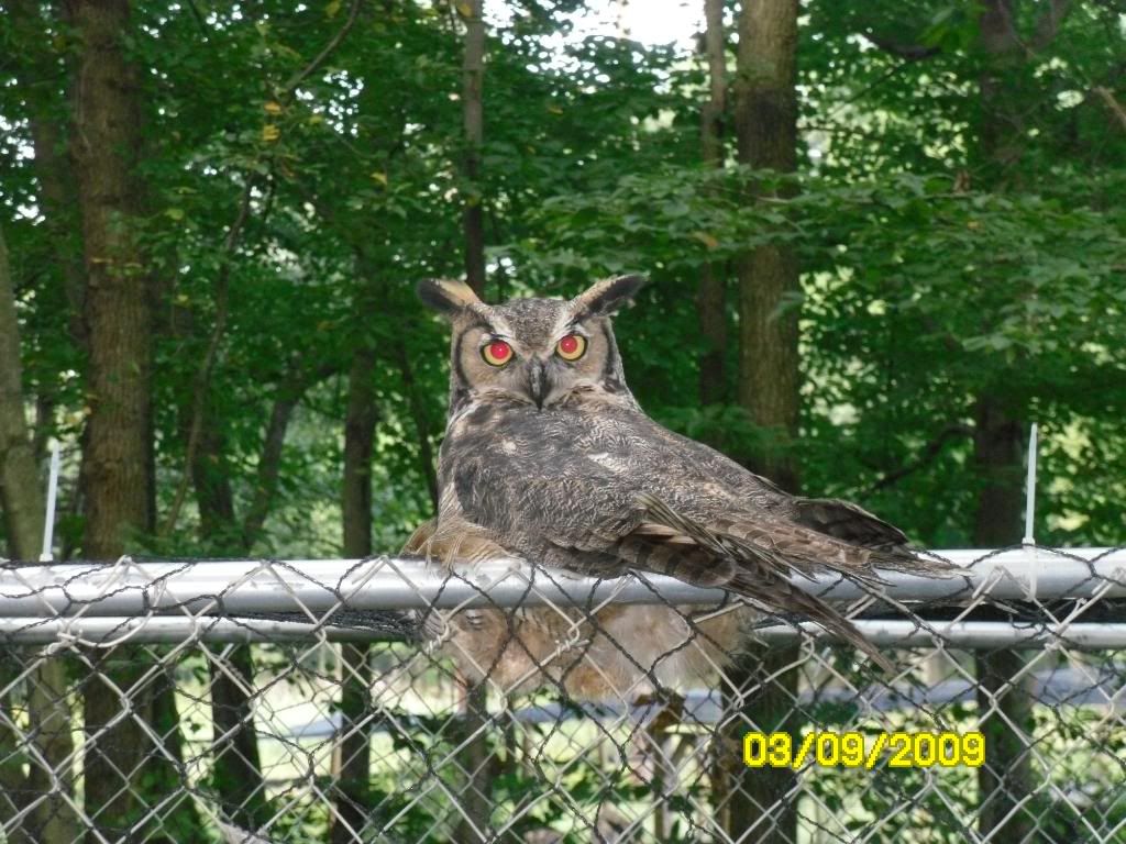 owl009.jpg