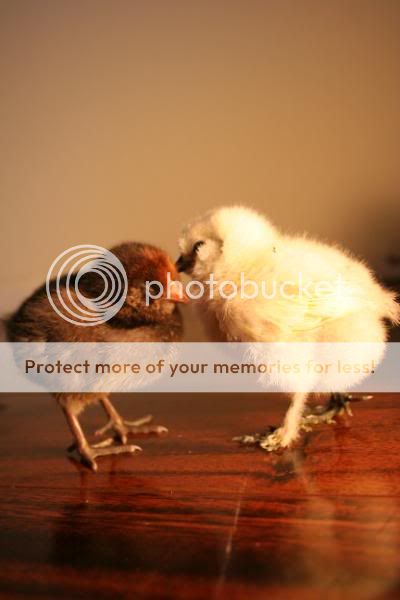 chickssss065.jpg