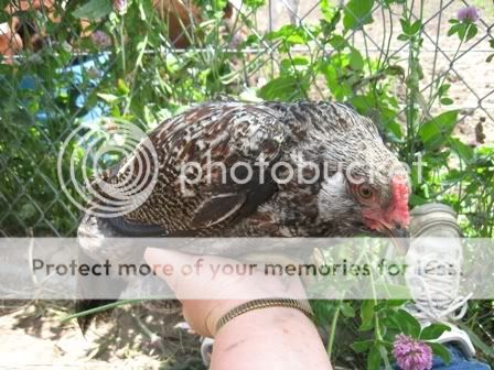 WChick4.jpg