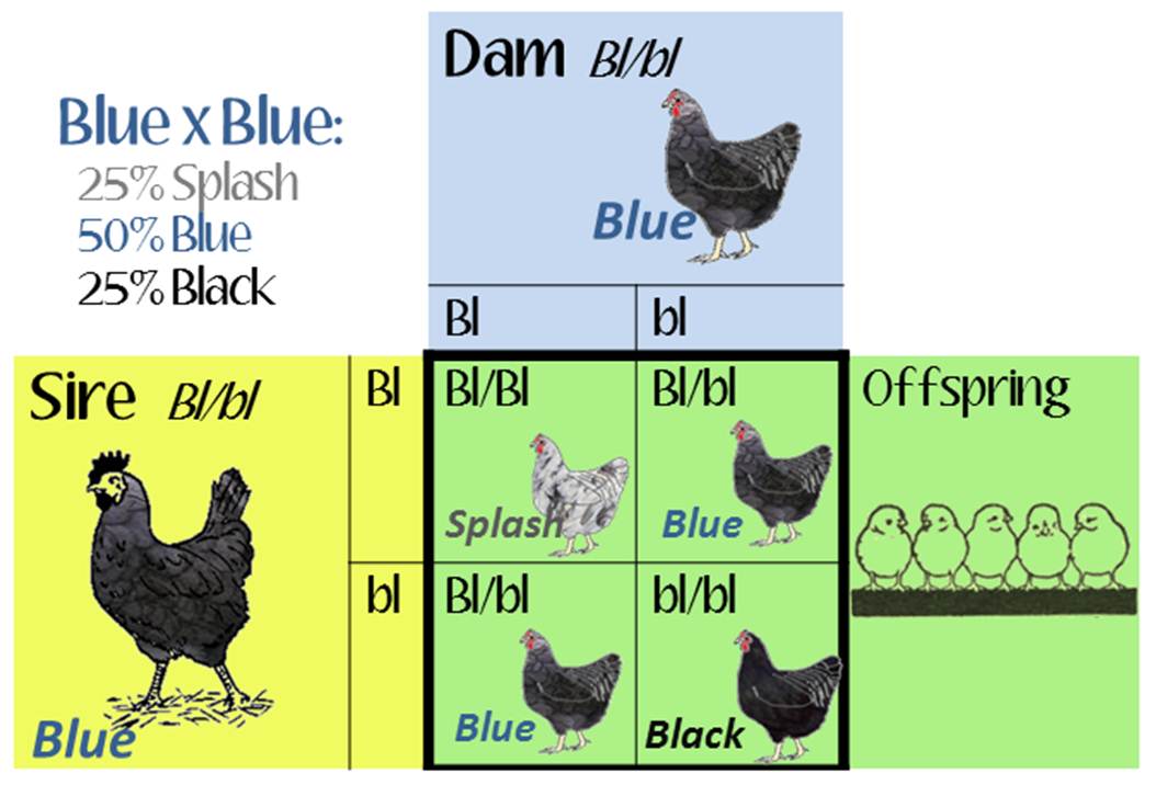 blue-blue.jpg