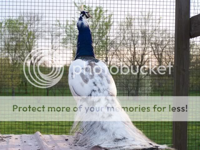 peacocks019-1.jpg