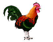 animated-chicken-image-0126.gif