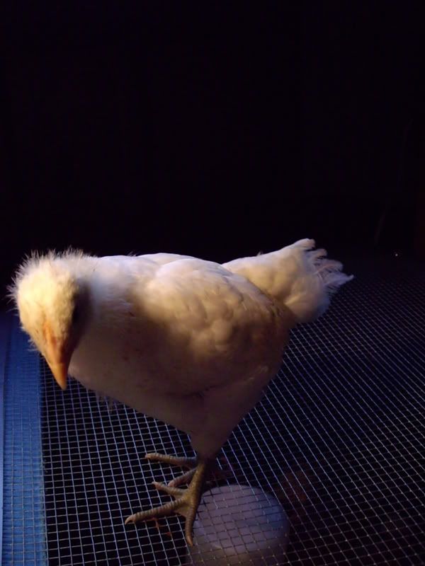 yolko012.jpg