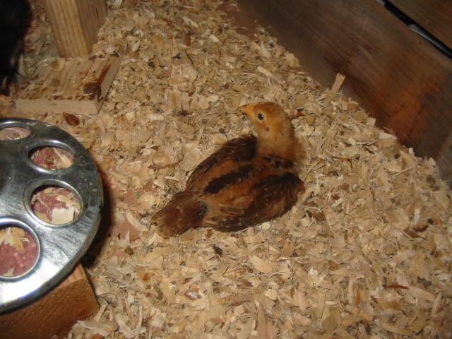 18dayoldchicks001-1.jpg