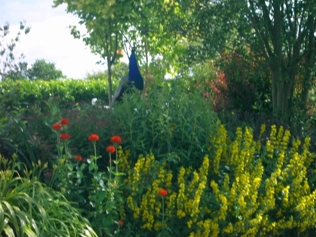 Englishcountryside023.jpg