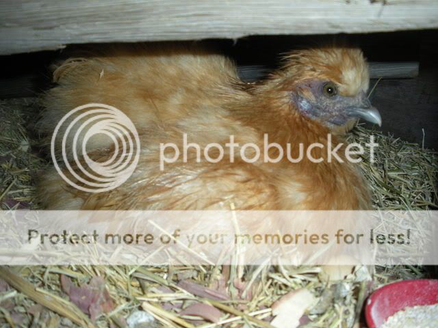 broody003.jpg