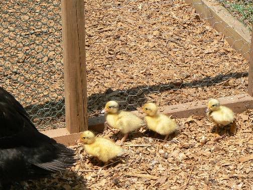 SnowyMallardducklings11June10.jpg