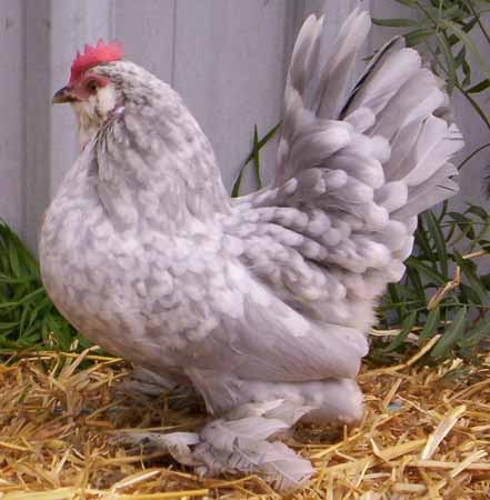 Lavender%20Mottled%20Belgian%20hen%202006.JPG