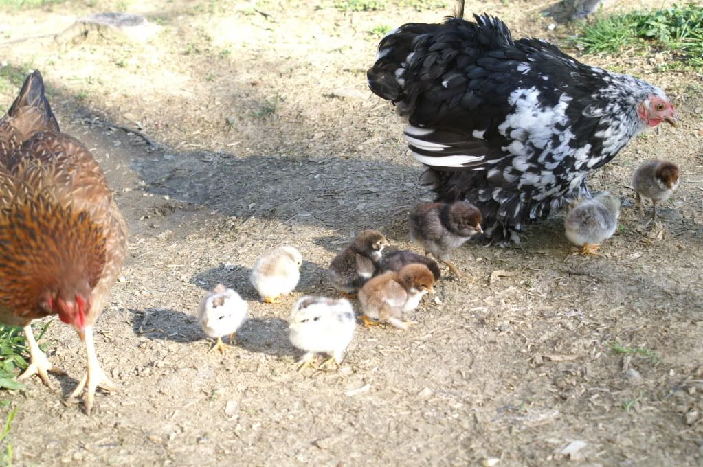 mychickens084.jpg