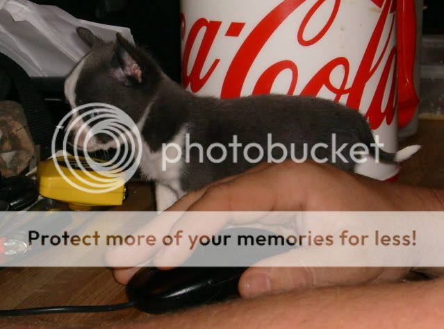 gunner04-29-2009009.jpg