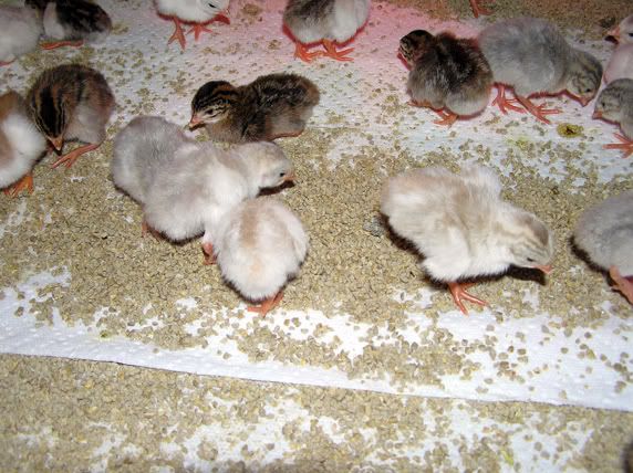 Babbies2.jpg