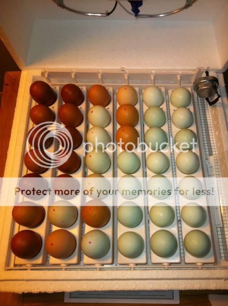 eggs.jpg