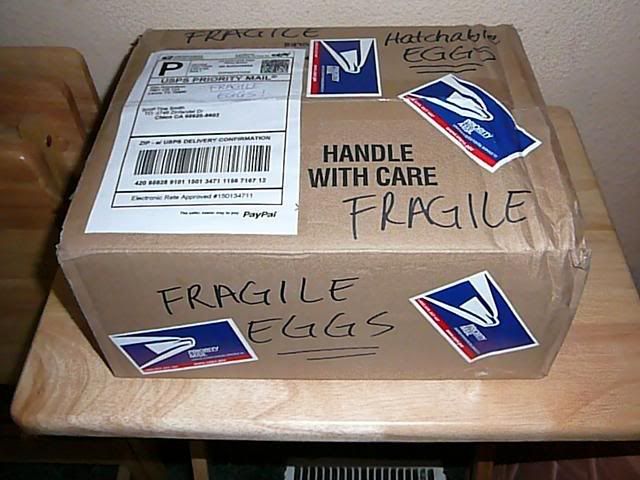 Bangedupbox.jpg